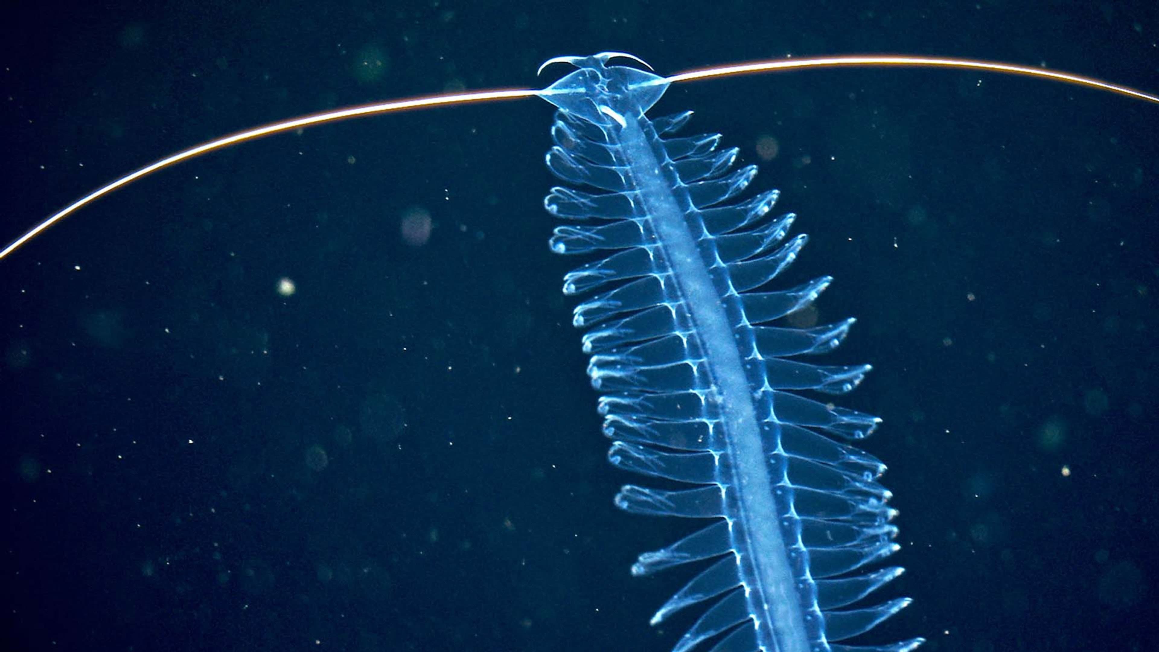 Deep sea exploration : the last frontiers on Earth
